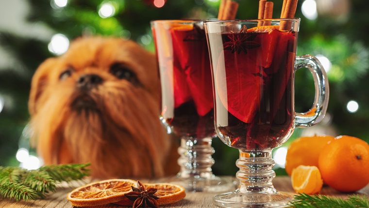 Two glass of christmas mulled wine or gluhwein with spices and orange slices on rustic table against the Christmas tree and red dog. Traditional drink on winter holiday.