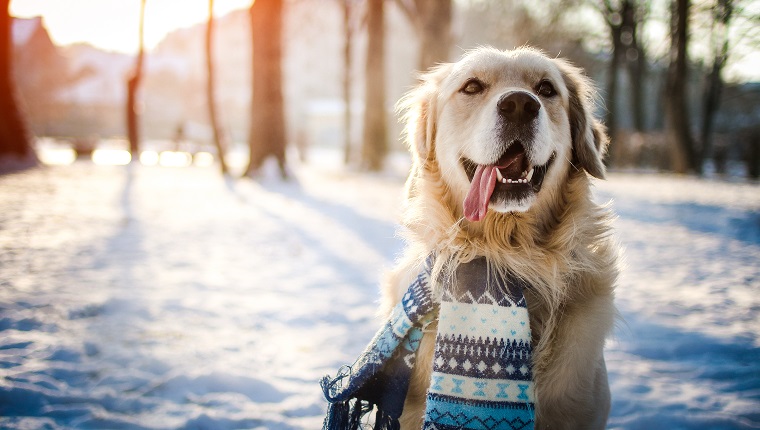 Young golden retriever sitting at the snow on sunny winter day