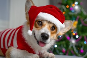 Funny shooting of cute red and white corgi laying on the sofa and wearing Santa Claus costume. New year or Christmas tree lights background