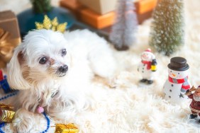 Cute puppy at home