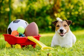Jack Russell Terrier lying near heap of balls