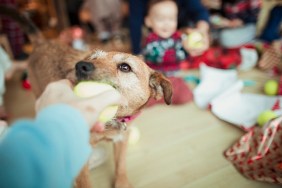 A point of view shot of an unrecognizable person passing a small ball to a patterdale terrier.