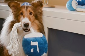 Shetland Sheepdog wearing yamulka holding with Hebrew on it by Menorah