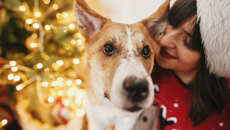 happy girl in santa hat hugging with cute dog on background of golden beautiful christmas tree with lights in festive room. family warm atmospheric moments. winter holidays