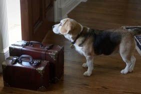 Leaving home - antique red brown leather suitcases on wood floor with front door ajar