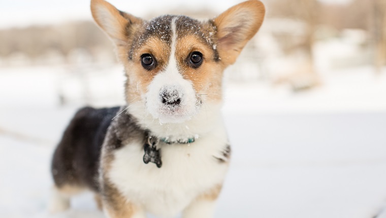 Cute tricolor corgi puppy outdoors in winter snow with snow on nose