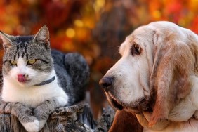 Dog and kitten with autumn background.