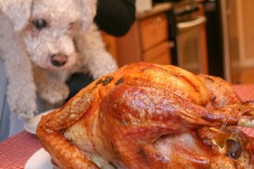 Close-up photograph of a white Bichon Frise dog sniffing roasted turkey on a plate, November 27, 2014.