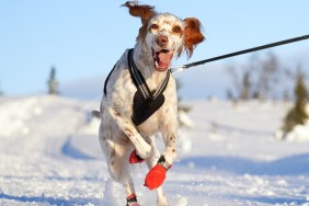 Young Setter running on a leash while the owner is skiing in the Norwegian mountains