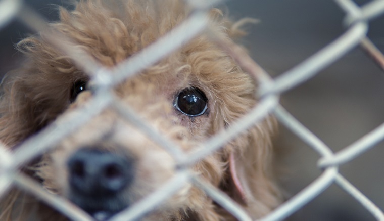 stray dog behind fence,homeless dog lonely,dirty dog alone face