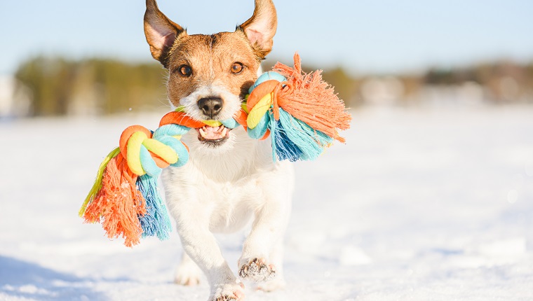 Jack Russell Terrier dog playing on ice