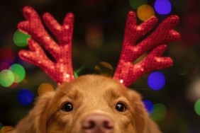 dog with christmas antlers
