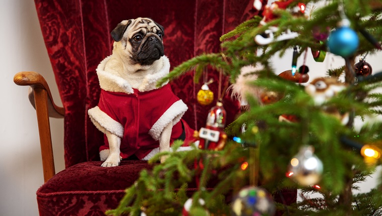 Pug in Santa costume