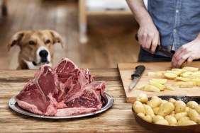 dog eyeing steak and potatoes