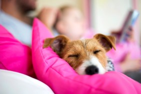 Comfortable dog lying on a bed sleeping. A father is reading a bedtime story to his daughter in the background. Focus is on the dogs face.