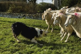 border collie herding sheep