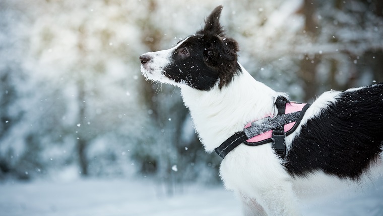 Black and white dog playing in snowy forest, enjoying the weather. Beautiful winter landscape with trees in snow.