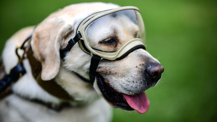 Frida the earthquake dog