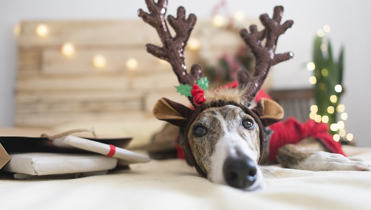 Portrait of Greyhound wearing deer antler headband