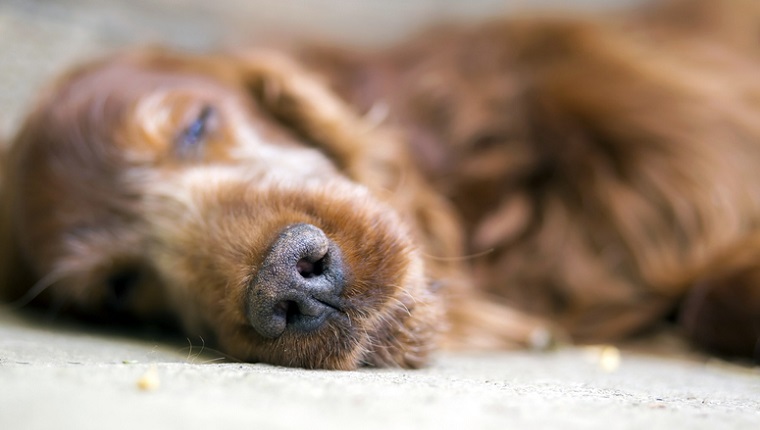 Nose of a sleeping Irish Setter dog