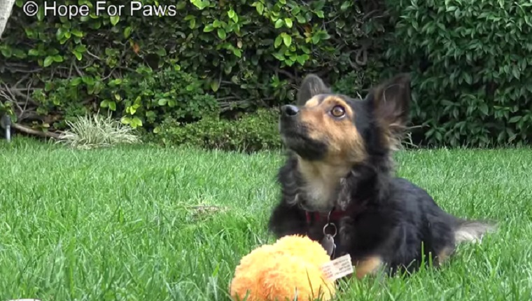 Pirate plays with a ball on the grass