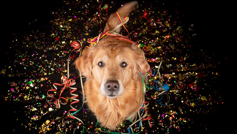 Golden Retriever Prosit Neujahr