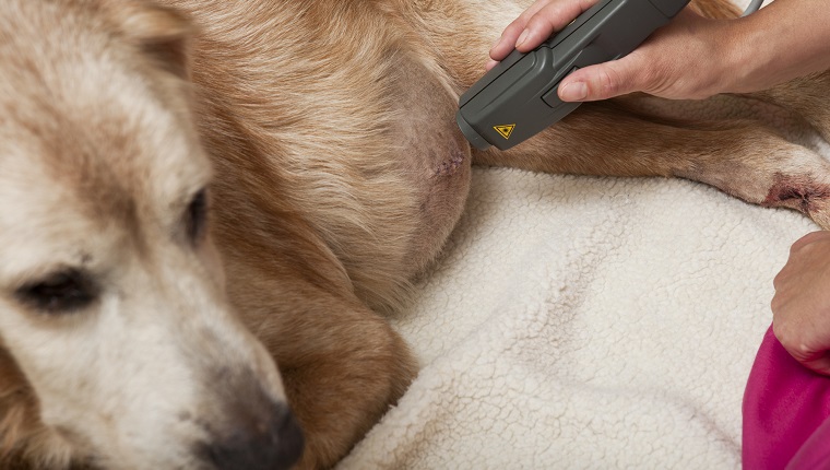 A veterinary technician is applying laser therapy to a dog who has recently under gone surgery.