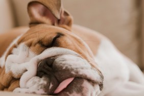 English bulldog sleeping on sofa