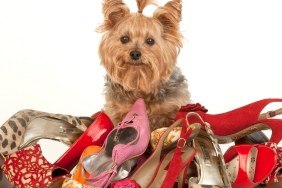 Yorkshire Terrier with Stilettos on white background