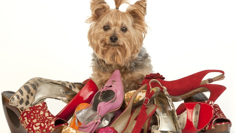 Yorkshire Terrier with Stilettos on white background