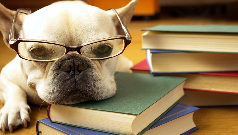 dog with books