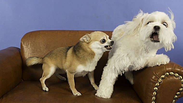 Once in a lifetime picture of a dog with a human expression. Socializing Adult Dogs and the Importance of Maintaining Socialization