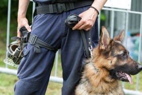 Police officer with a german shepherd police dog