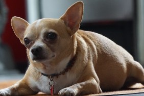 Close-Up Portrait Of Dog