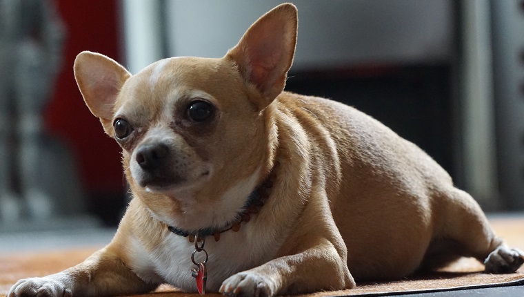 Close-Up Portrait Of Dog