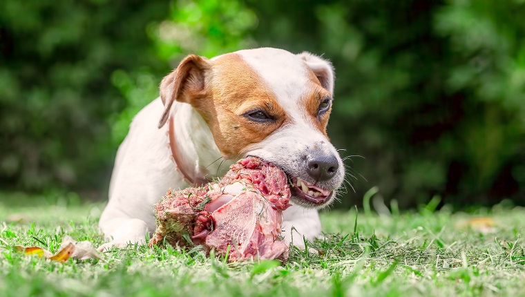 Jack Russell Terrier Dog Lying On A Meadow And Eat A Raw Bone