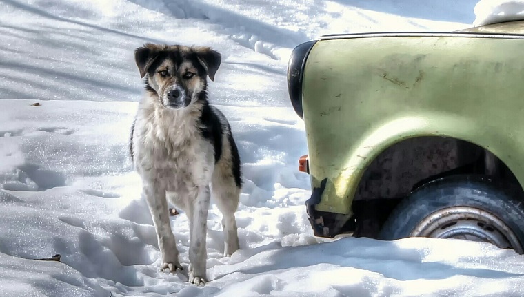 Dog Standing Besides Car On Snowy Field