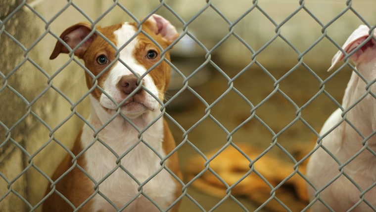 dog eagerly awaits adoption from the animal shelter