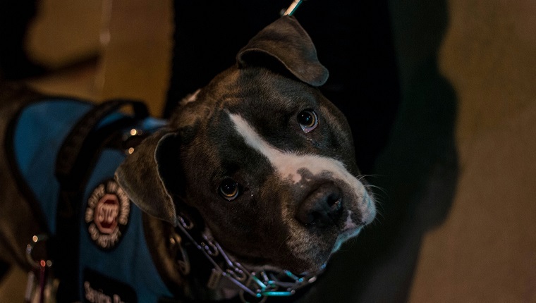 Portrait Of Police Dog On Sidewalk