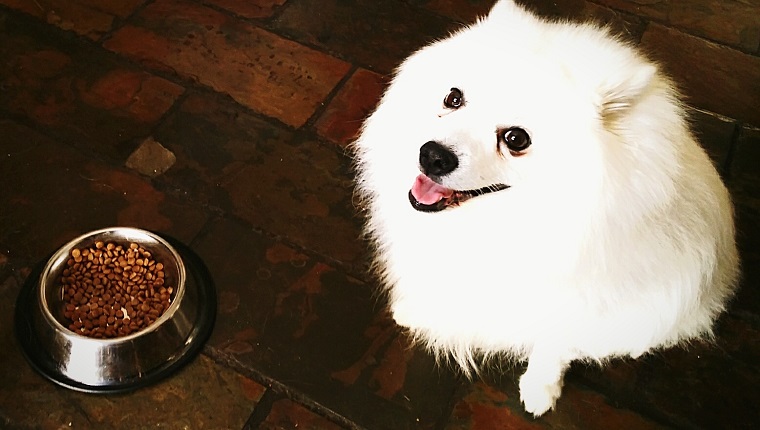 Portrait Of White Pomeranian By Pet Food