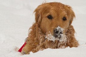 Close-Up Of Dog During Winter