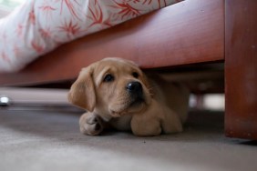 Yellow puppy labrador retriever hiding under a bed