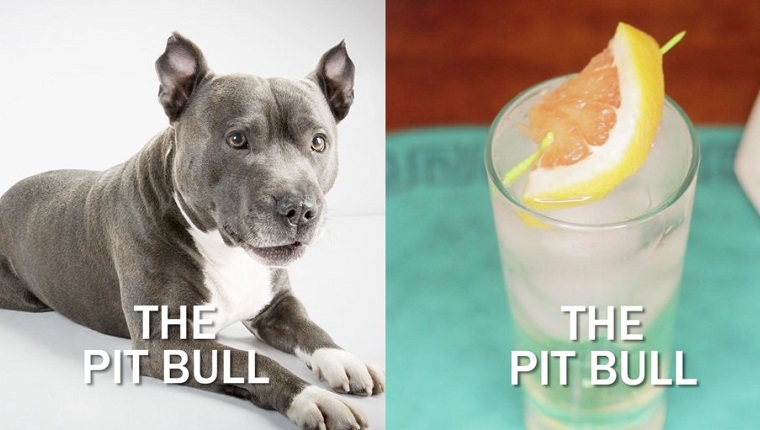 pit bull dog next to cocktail