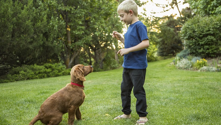 Caucasian boy training dog in grass