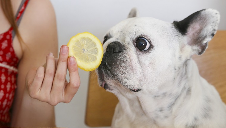 Portrait of French Bulldog smelling lemon slice