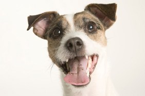 Parson terrier (Canis lupus familiaris) portrait