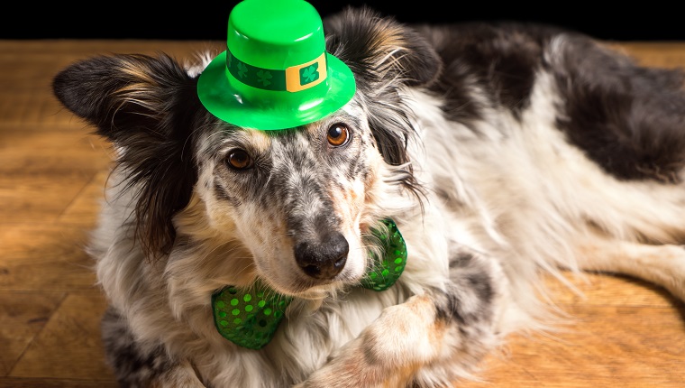 Border collie Australian shepherd dog canine pet wearing green Irish leprachaun saint patrick day hat costume while lying on wooden floor looking at camera in a mischievous guilty prankster way