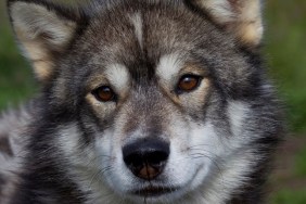 Sled dog, portrait