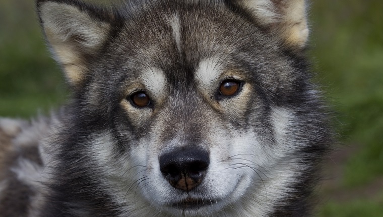 Sled dog, portrait