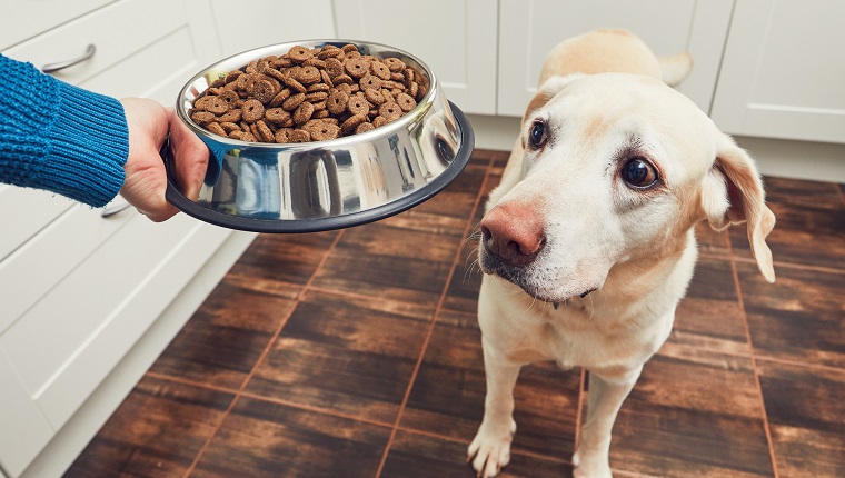 Person Giving Food To Dog At Home